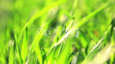 green grass - macro