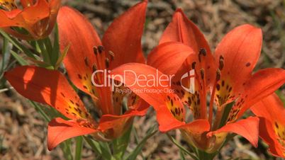 Wester Wood Lily wildflowers