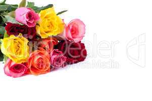 bunte Rosen / colorful roses