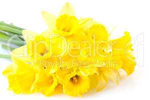 ein Bund Osterglocken / a bunch of daffodils