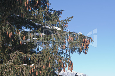 Cones on pine tree