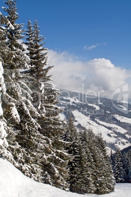 Pine forest on the hill