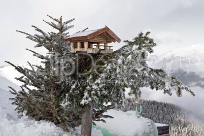 Bird house on pine tree