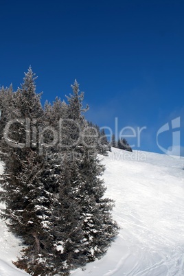 Pines  on the hill