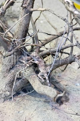 Blue rock agama