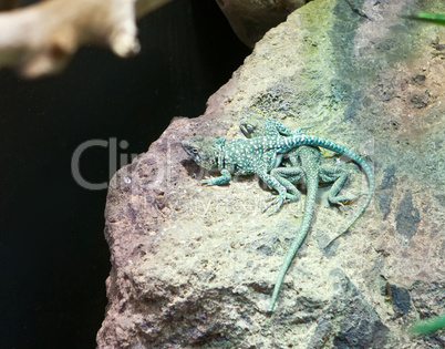 Pair of blue rock agama