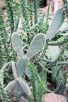 Opuntia leucotricha