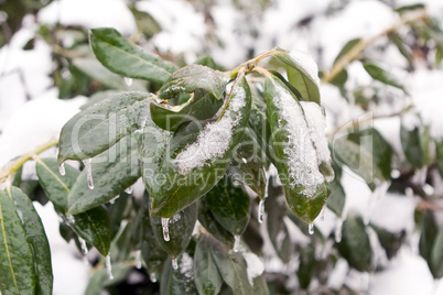 Frozen green leaves