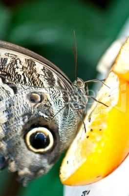 Giant Peacock Moth