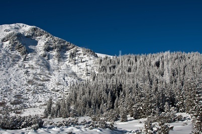 Mountain covered with forest