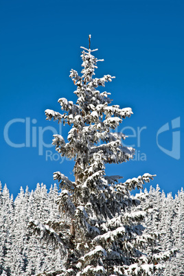 Pine covered with snow