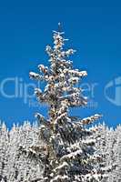 Pine covered with snow
