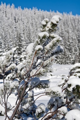 Pine covered with snow