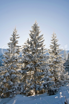 Pine covered with snow