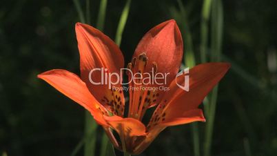 Wester Wood Lily wildflower