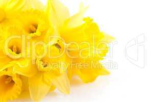 Osterglocken / bunch of daffodils