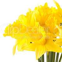 frische Narzissen / fresh daffodils