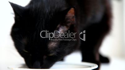 Black cat eats