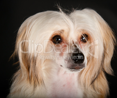 Groomed Chinese Crested Dog