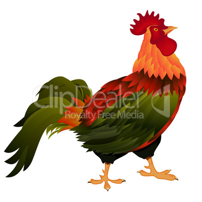 standing rooster
