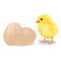 Little chiken with eggs