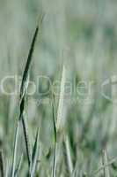 a background image of green barley field