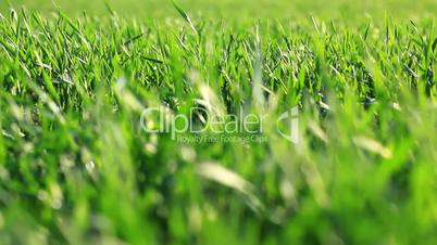 green grass - macro