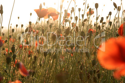 Mohnblumen im Abendlicht