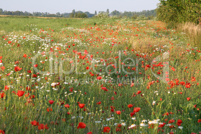 Mohnblumen im Abendlicht