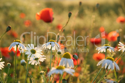 Mohnblumen im Abendlicht