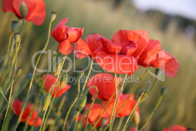 Mohnblumen im Abendlicht