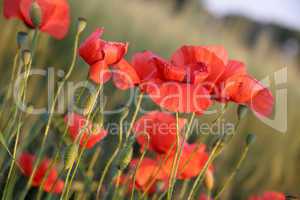 Mohnblumen im Abendlicht