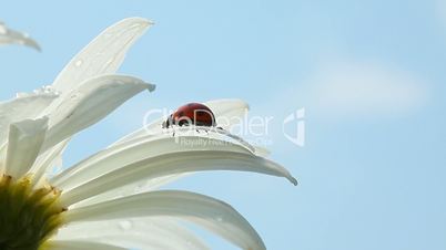 Ladybird on chamomile flower