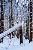 Schneebruch im Winterwald 723