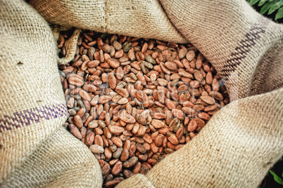 Cacao Beans in a Bag