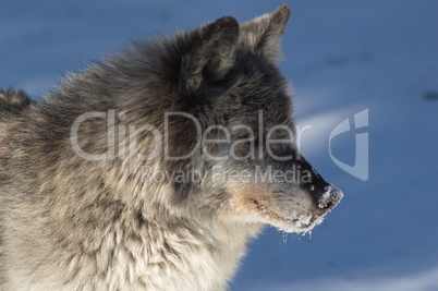 Gray Wolf_5_035