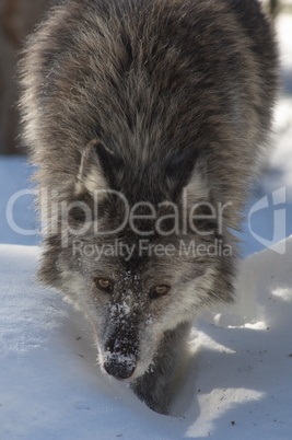 Gray Wolf_5_126