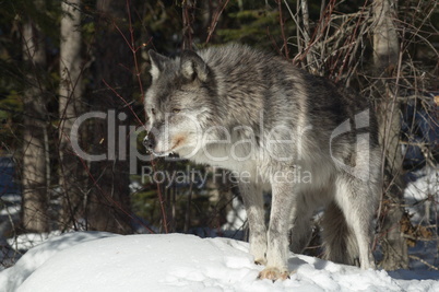 Gray Wolf_5_144