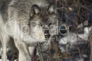 Gray Wolf_5_153