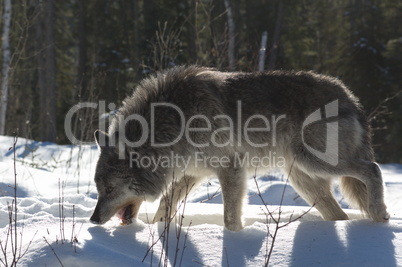 Gray Wolf_5_193