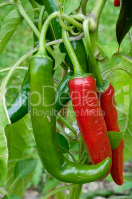 Red and green Chilies