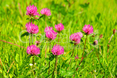 Klee - Red Clover 02