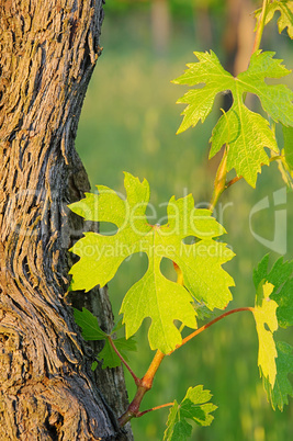 Weinlaub im Fruehling - vine leaves in spring 04