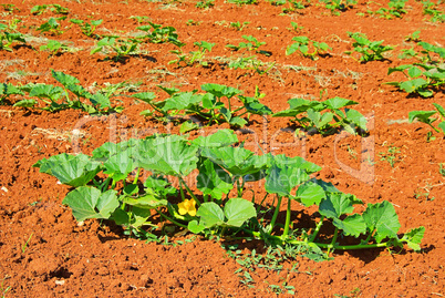 Zucchini Feld - courgette field 03