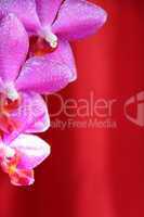 Orchideen vor rotem Hintergrund