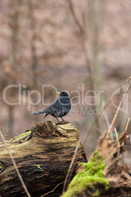 Amsel im Wald