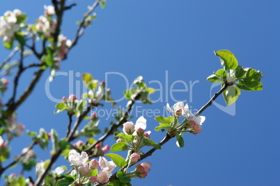 apple blossom