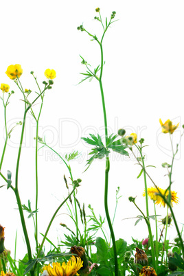 Isolated Springflowers