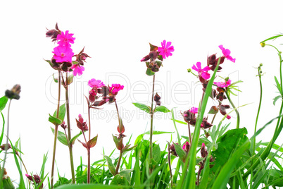 Flower Field