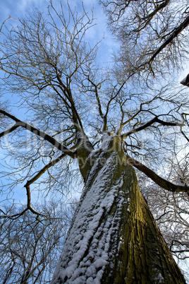 Baum im Winter